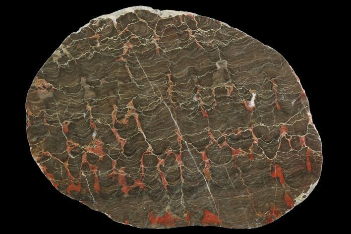 Polished Stromatolite (Inzeria) Slab - Million Years #130648
